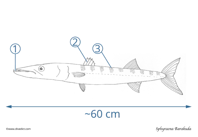 illustration_sphyraena_barakuda_divedict_biolexicon