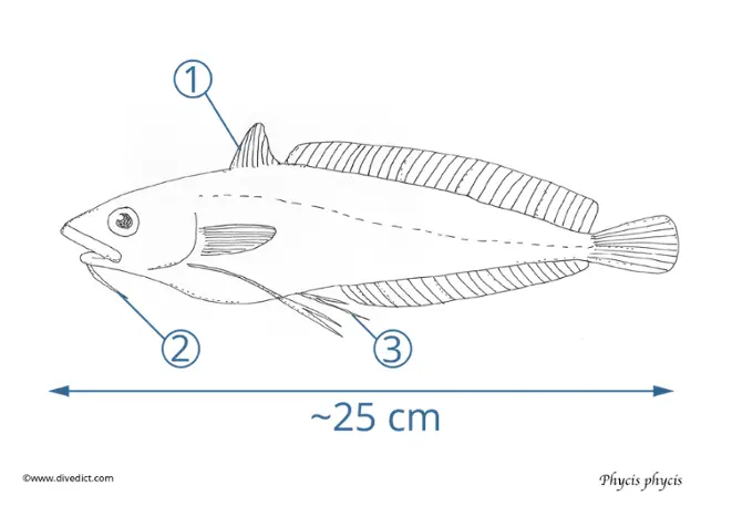 bio_lexicon_divedict_mediterranean_mediterranean physical_physical_physique