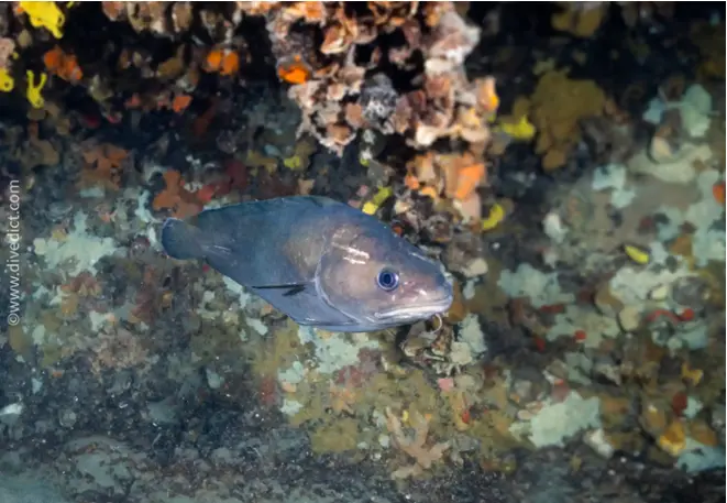 divedict_foto_biolexicon_fish_mediterranean phycis_phycis_brauner_woodcod