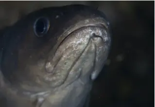 darker_woodcod_phycis_phyis_divedict_Mediterranean_Mediterranean_bio_lexicon-046