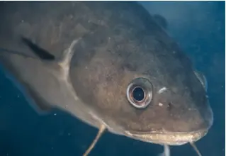 darker_woodcod_phycis_phyis_divedict_Mediterranean_Mediterranean_bio_lexicon-04