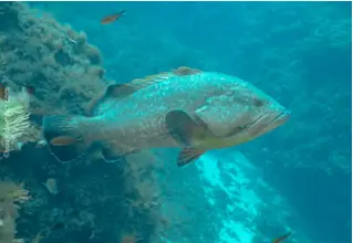 divedict_foto_biolexicon_fish_picturesMediterranean_perchepinephelus_marginauts_brauner_grouper
