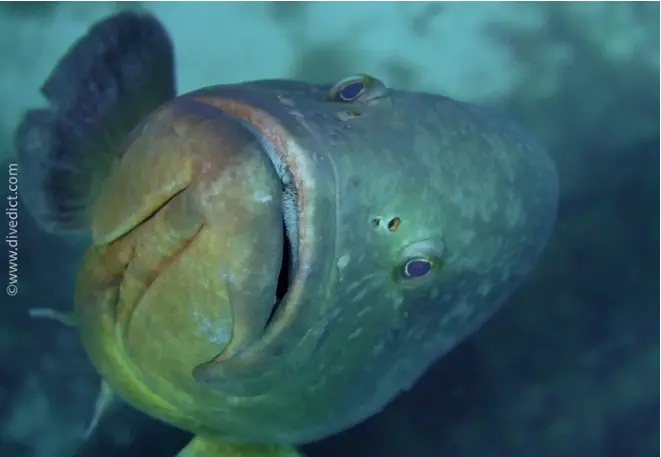 divedict_foto_biolexicon_fish_mediterranean perch_epinephelus_marginauts_brauner_grouper mouth