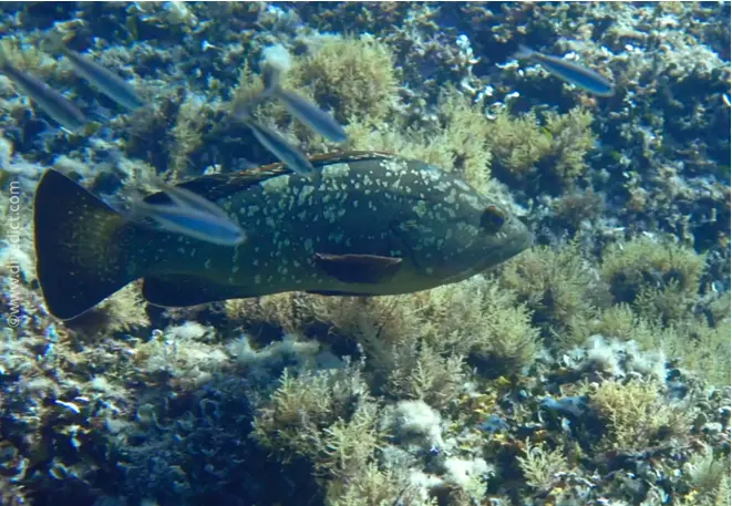 Epinephelus_marginauts_brauner_grouper 2 copy