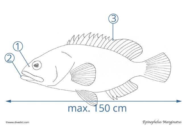 illustration_epinephelus_marginatus_divedict_bioLexicon