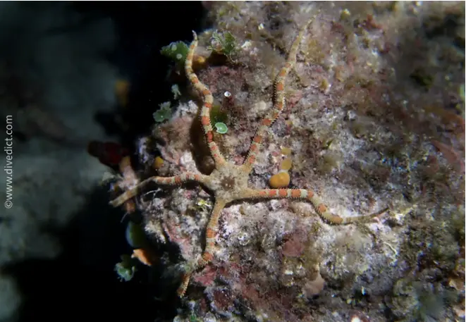 divedict_foto_image_biolexicon_Mediterranean_echinoderm_star_ophioderma_longicauda_brauner_snake seastar_Italy_France__Croatia