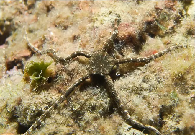 divedict_foto_image_biolexicon_mediterranean_echinoderms_starfish_ophioderma_longicauda_brauner_snake seastar_Italy_France_diving_Croatia