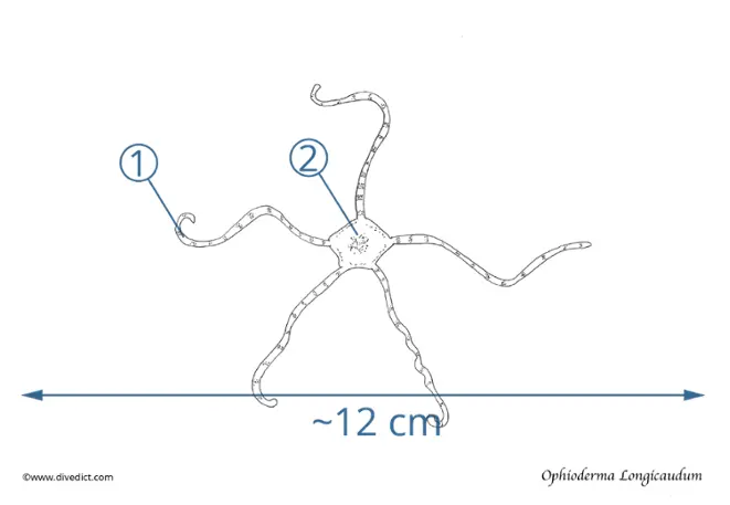 ophioderma_longicaudum_brauner_snake sea stars_divedict_diving_diving_mediterranean