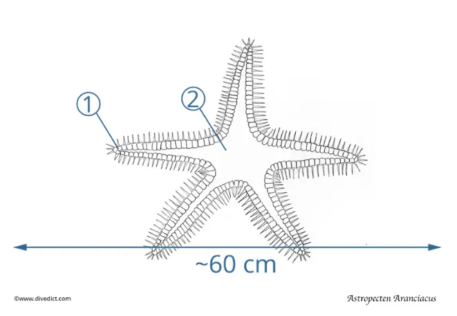 astropecten_aranciacus_large_ridgestar_divedict_mediterranean_mediterranean_diving_diving_canvas