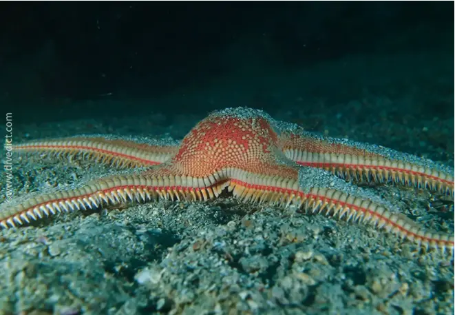 divedict_foto_picture_biolexicon_mediterranean_echinoders_starfish_astropecten_aranciacus_large_crested seastern_Spain_Italy_Greece_France_diving_Croatia