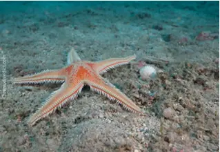 divedict_foto_picture_biolexicon_mediterranean_echinoders_starfish_astropecten_aranciacus_large_crested starfish
