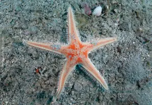 Red comb-seastar