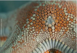 large_ridge_astropecten_aranciacus_starfish_mediterranean_sea_diving_diving_diving_dive-1 DiveDict