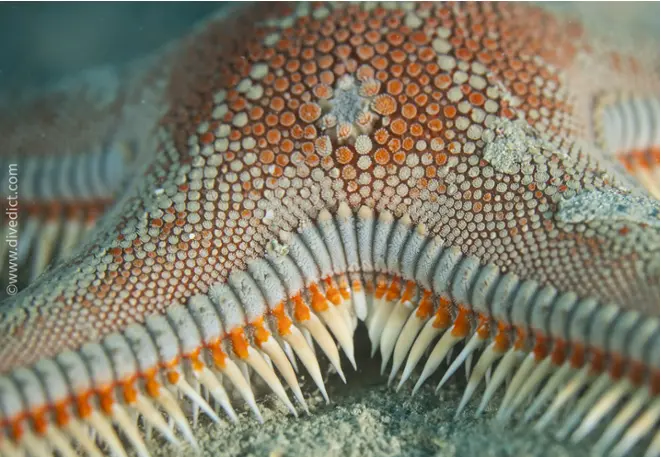 large_ridge_astropecten_aranciacus_starfish_mediterranean_sea_diving_diving_dive-2 DiveDict