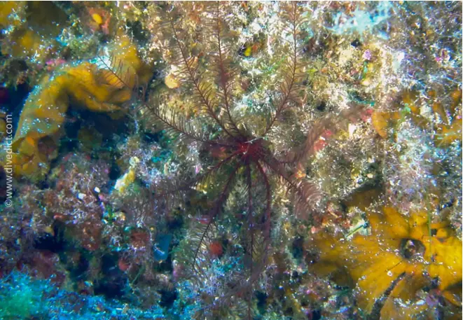 DiveDict_Foto_Bild_Biolexikon_Mittelmeer_Stachelhaeuter_Antedon_Mediterranea_Mittelmeer_Haarstern_Spanien_Italien_Griechenland_Frankreich_tauchen_Kroatien