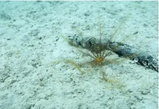 DiveDict_Foto_Bilder_Biolexikon_Mittelmeer_Stachelhaeuter_Antedon_Mediterranea_Mittelmeer_Haarstern_Spanien_Italien_Griechenland_Frankreich_tauchen_Kroatien