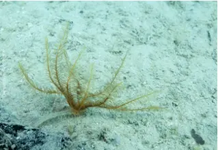 DiveDict_Fotos_Bild_Biolexikon_Mittelmeer_Stachelhaeuter_Antedon_Mediterranea_Mittelmeer_Haarstern_Spanien_Italien_Griechenland_Frankreich_tauchen_Kroatien