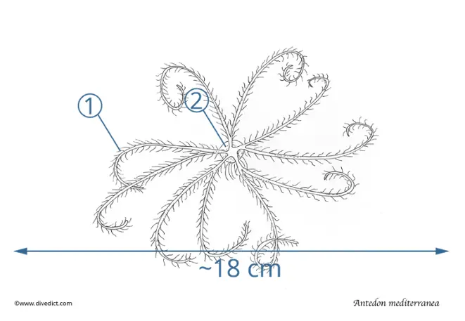 Mittelmeer_Seestern_Antedon_Mediterrane_DiveDict_tauchen_diving