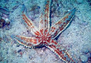 Blue spiny starfish