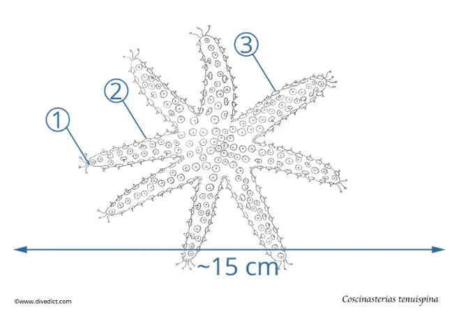 coscinasterias_tenuispina_sea thorn_divedict_diving_diving_mediterranean