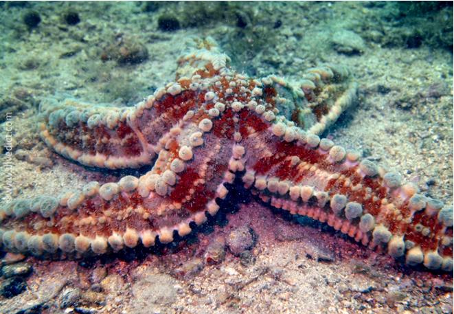 Coscinasterias_Tenuispina_Sea Thornstars2-2