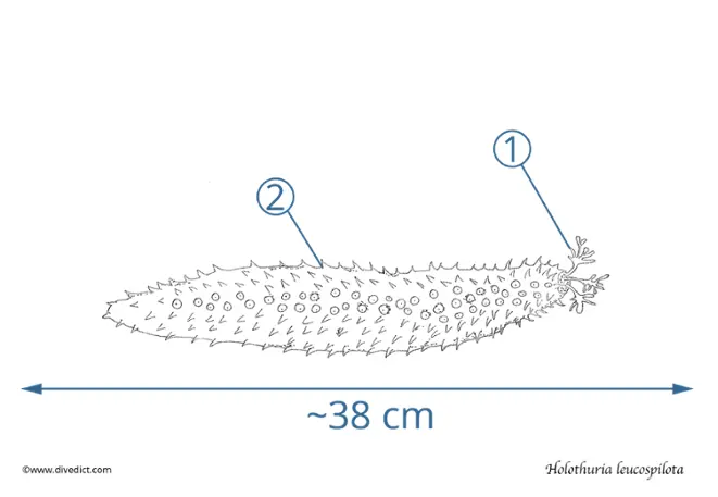 holothuria_leucospilota_whitespotted_sea cucumber_divedict_diving_diving