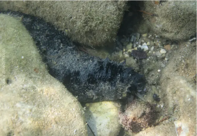 whitetips_sea cucumber holothuria_polii_sea cucumber _mediterranean _mediterranean_divedict_diving_diving_biolexico2