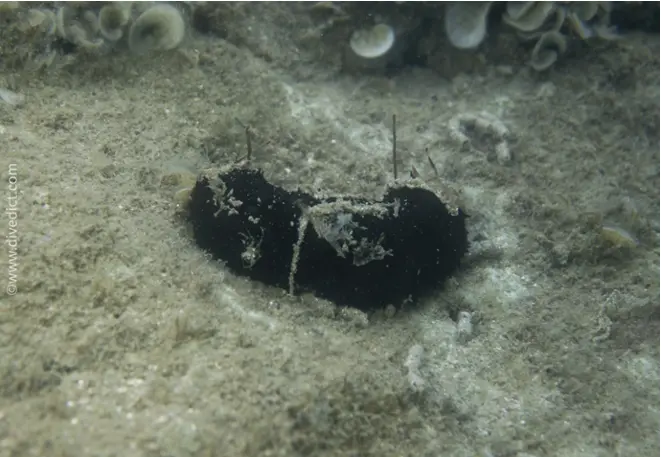 whitetip_sea cucumber holothuria_polii_sea cucumber _mediterranean _mediterranean_divedict_diving_biolexicon
