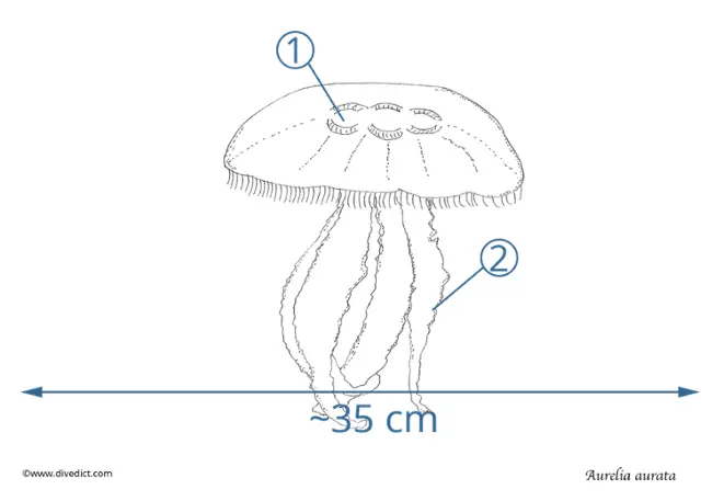 Aurelia_aurata_Ohrenqualle_qualle_jellyfish_divedict_diving_diving_mediterranean