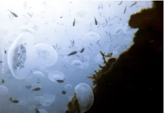 Aurelia_Aurita_Ohrenqualle 2-2 Kopie