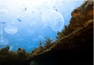 Aurelia_Aurita_Ohrenqualle.2-2 copy