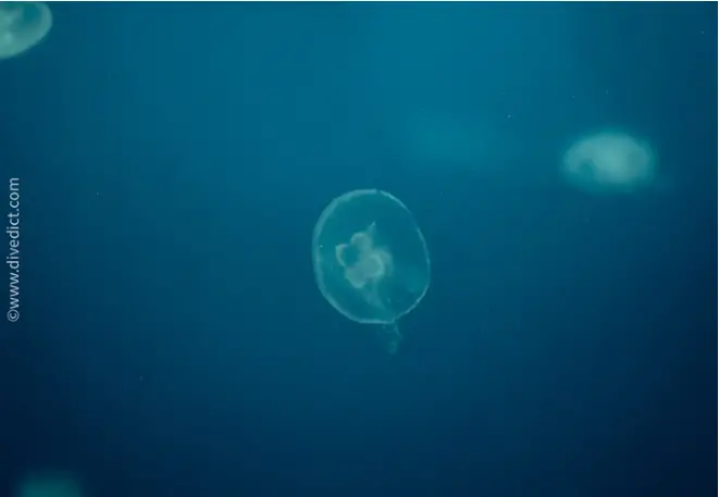 Aurelia_aurita_Ohrenqualle1-2 copy