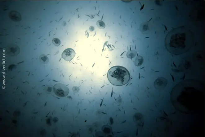 Aurelia_Aurita_Ohrenqualle2-2 Kopie