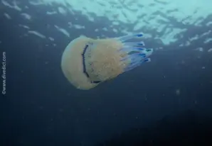 Dustbin-lid jellyfish
