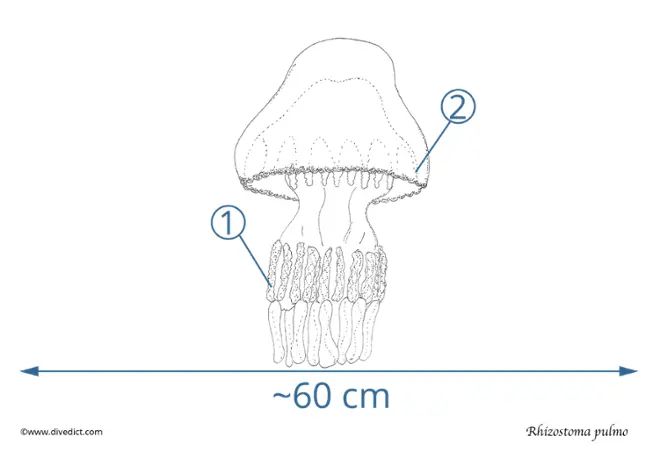 rhizostoma_pulmo_lungquelle_source_jellyfish_divedict_diving_diving_mediterranean