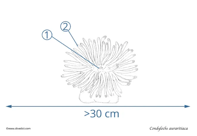 condylochs_auraritiaca_divedict_mittlemeer_mdeiterranen