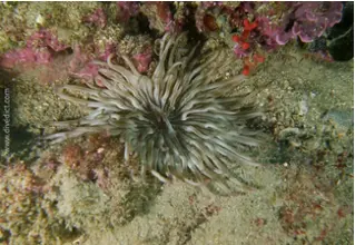 DiveDict_Foto_Bild_Biolexikon_Mittelmeer_Nesseltiere_condylactis_aurantiaca_ggoldfarbige_seerose_Kroatien_Spanien_Italien_Griechenland_Frankreich_tauchen