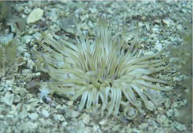 DiveDict_Foto_Bild_Biolexikon_Mittelmeer_Nesseltiere_condylactis_aurantiaca_ggoldfarbige_seerose_Kroatien_Spanien_Italien_Griechenland_Frankreich