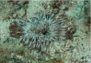 Goldfarbige_Seerose_Condylactis_Aurantiaca_diving_tauchen_mittelmeer_mediterranean-31 DiveDict