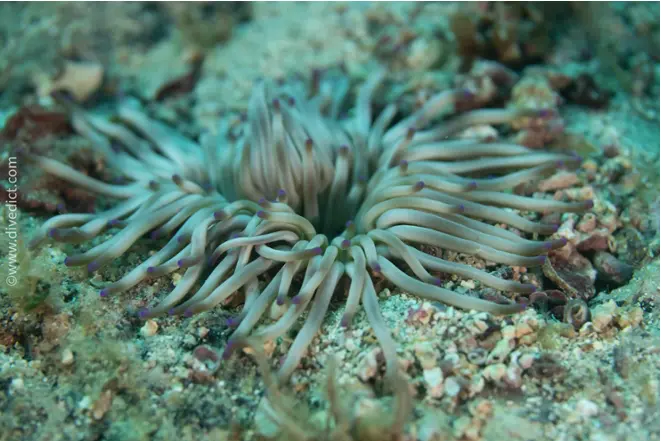 Goldfarbige_Seerose_Condylactis_Aurantiaca_diving_tauchen_mittelmeer_mediterranean-32 DiveDict
