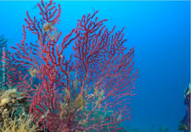DiveDict_Foto_Bild_Biolexikon_Mittelmeer_Nesseltiere_Leptogorgia_rube_rima_Rote_Gorgonie_Spanien_Italien_Griechenland_Frankreich_tauchen