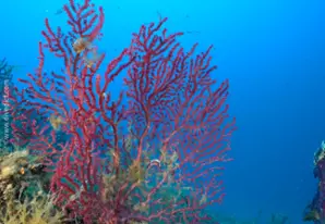 Farbwechselnde Gorgonie