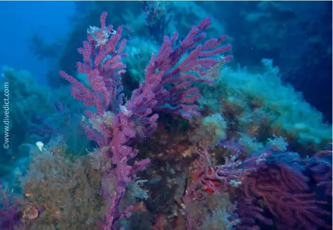 DiveDict_Foto_Bilder_Biolexikon_Mittelmeer_Nesseltiere_Leptogorgia_rube_rima_Rote_Gorgonie_Spanien_Italien_Griechenland_Frankreich_tauchen