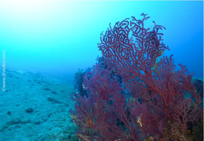 DiveDict_Fotos_Bild_Biolexikon_Mittelmeer_Nesseltiere_Leptogorgia_rube_rima_Rote_Gorgonie_Spanien_Italien_Griechenland_Frankreich_tauchen