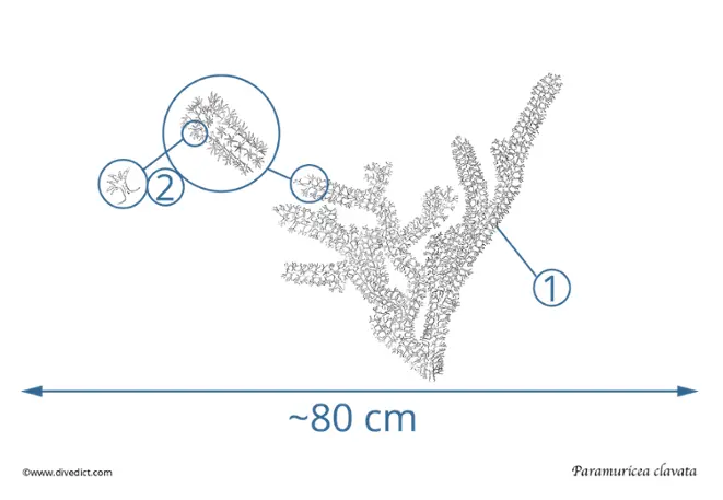 Paramuricea_clavata_farbwechselnde_gorgonie_divedict_tauchen_diving_mittelmeer_mediterranean
