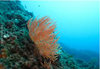 divedict_foto_picture_biolexicon_Mediterranean_cnidle_eunicella_cavolini_yellow_gorgonie_Spain_Italy_Greece_France_diving_Elba_Corsica_Italy_France