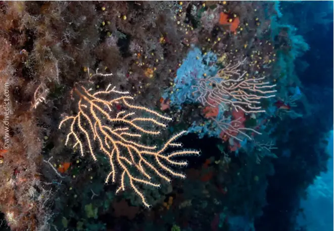 divedict_foto_image_biolexicon_Mediterranean_cnidari_eunicella_cavolini_yellow_gorgonie_Spain_Italy_Greece_France_diving_underwater