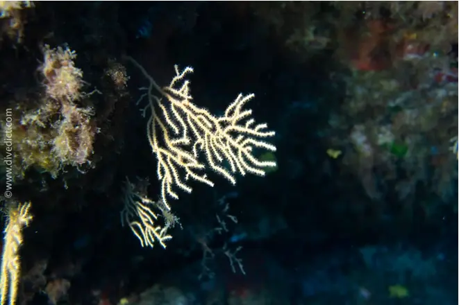 divedict_foto_picture_biolexicon_Mediterranean_cnidles_eunicella_cavolini_yellow_gorgonie_Spain_Italy_Greece_France