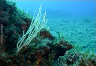 divedict_foto_pictures_biolexicon_Mediterranean_cnidari_eunicella_cavolini_yellow_gorgonie_Spain_Italy_Greece_France_diving