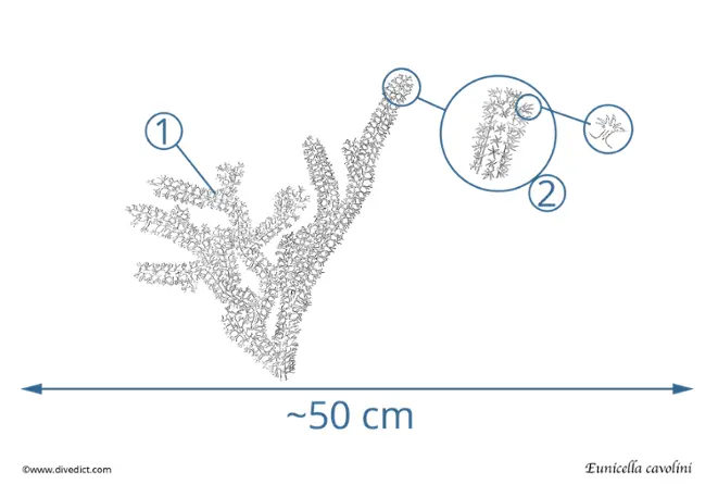eunicella_cavolini_yellow_gorgonie_divedict_diving_diving_mediterranean